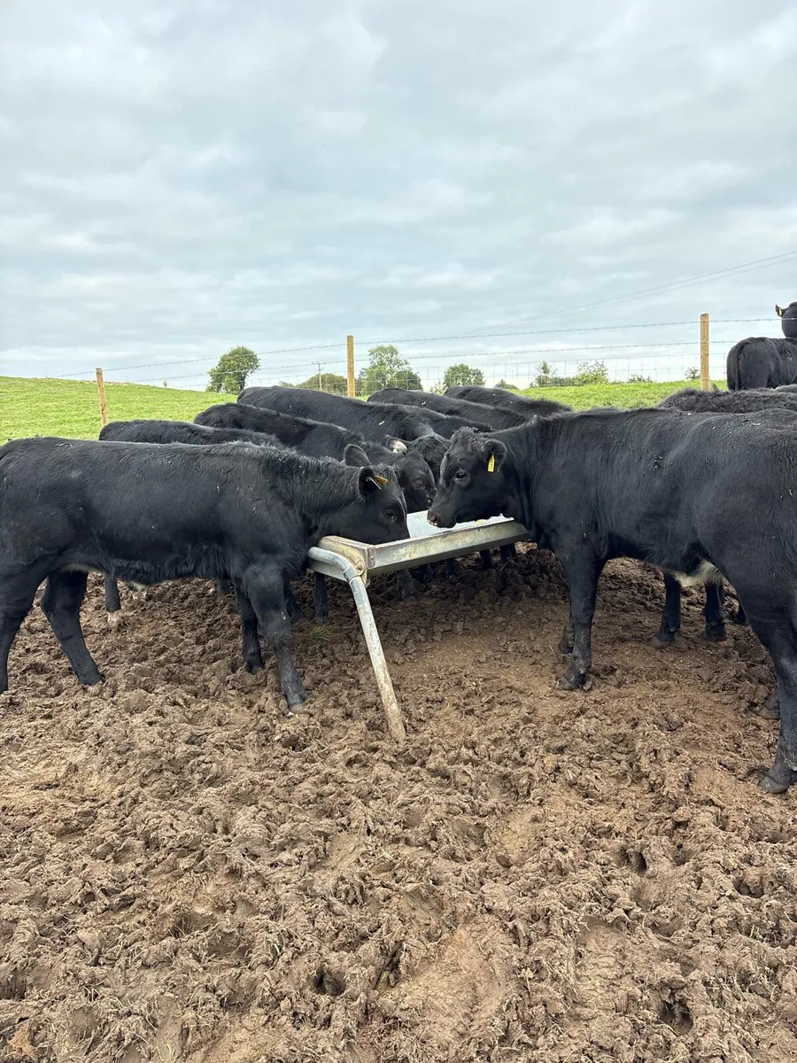 12 top quality 260kg Angus heifer Weanlings 🔥🔥 - Image 4