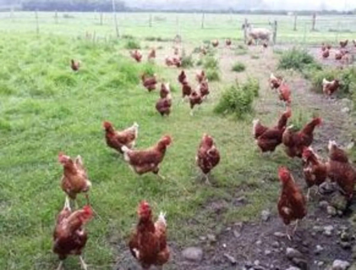 Lohmann Brown Hens For Sale
