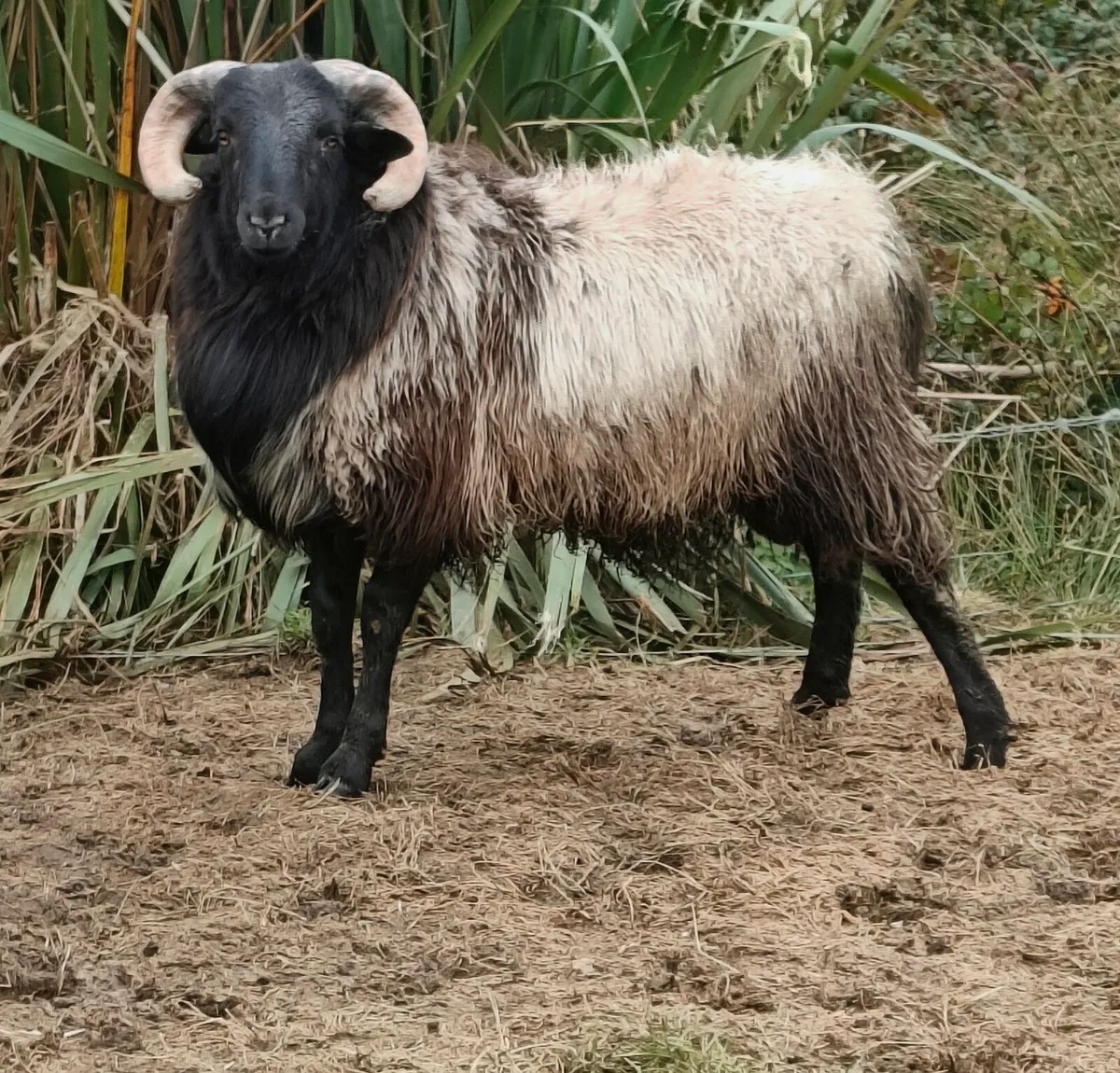 Ram lamb - Image 1