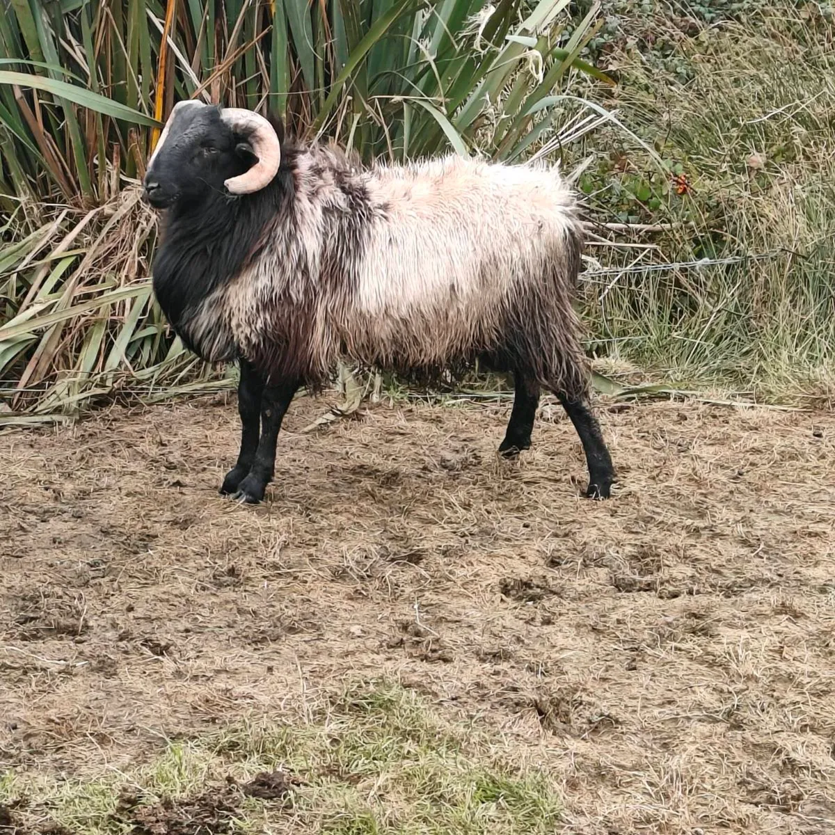 Ram lamb - Image 2