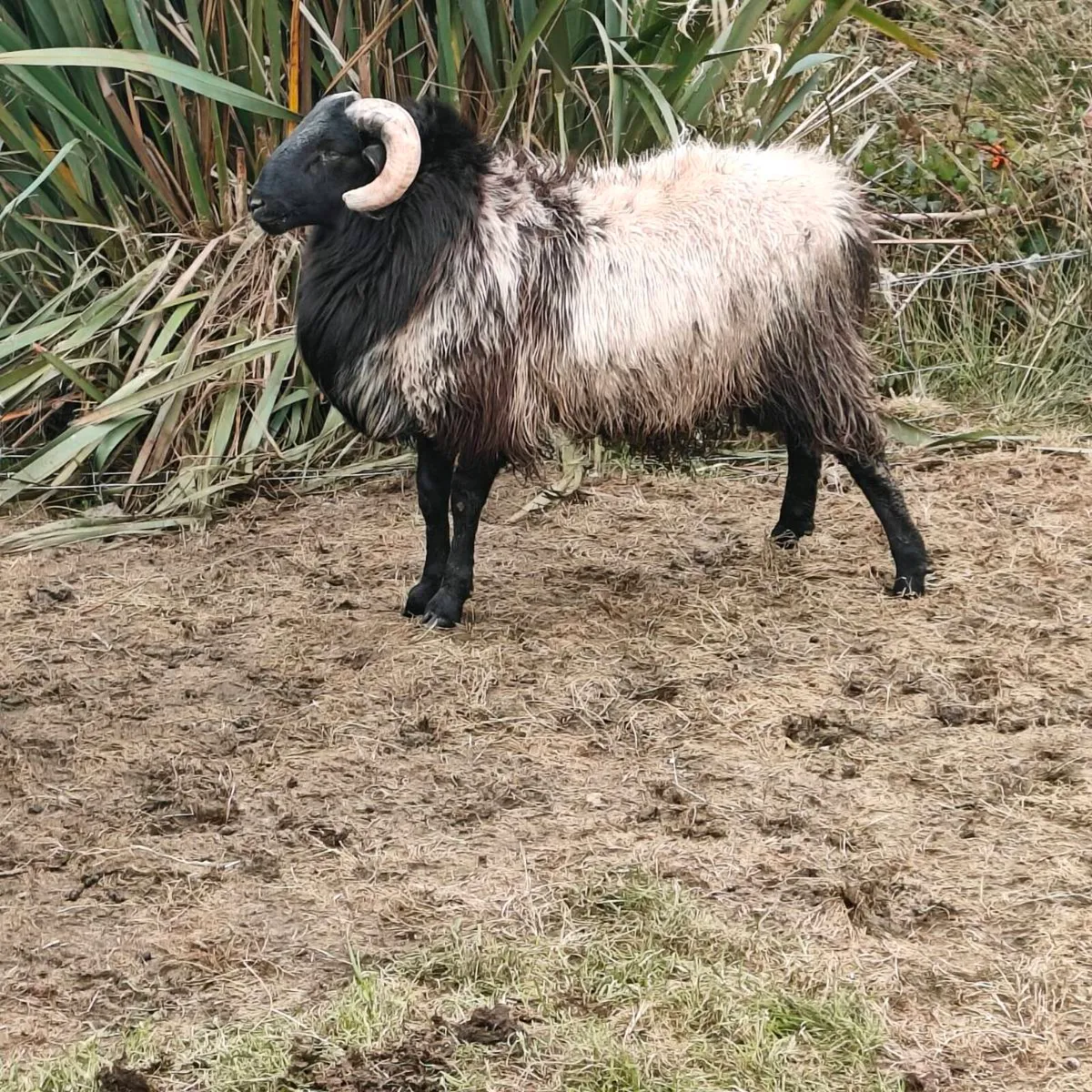 Ram lamb - Image 3