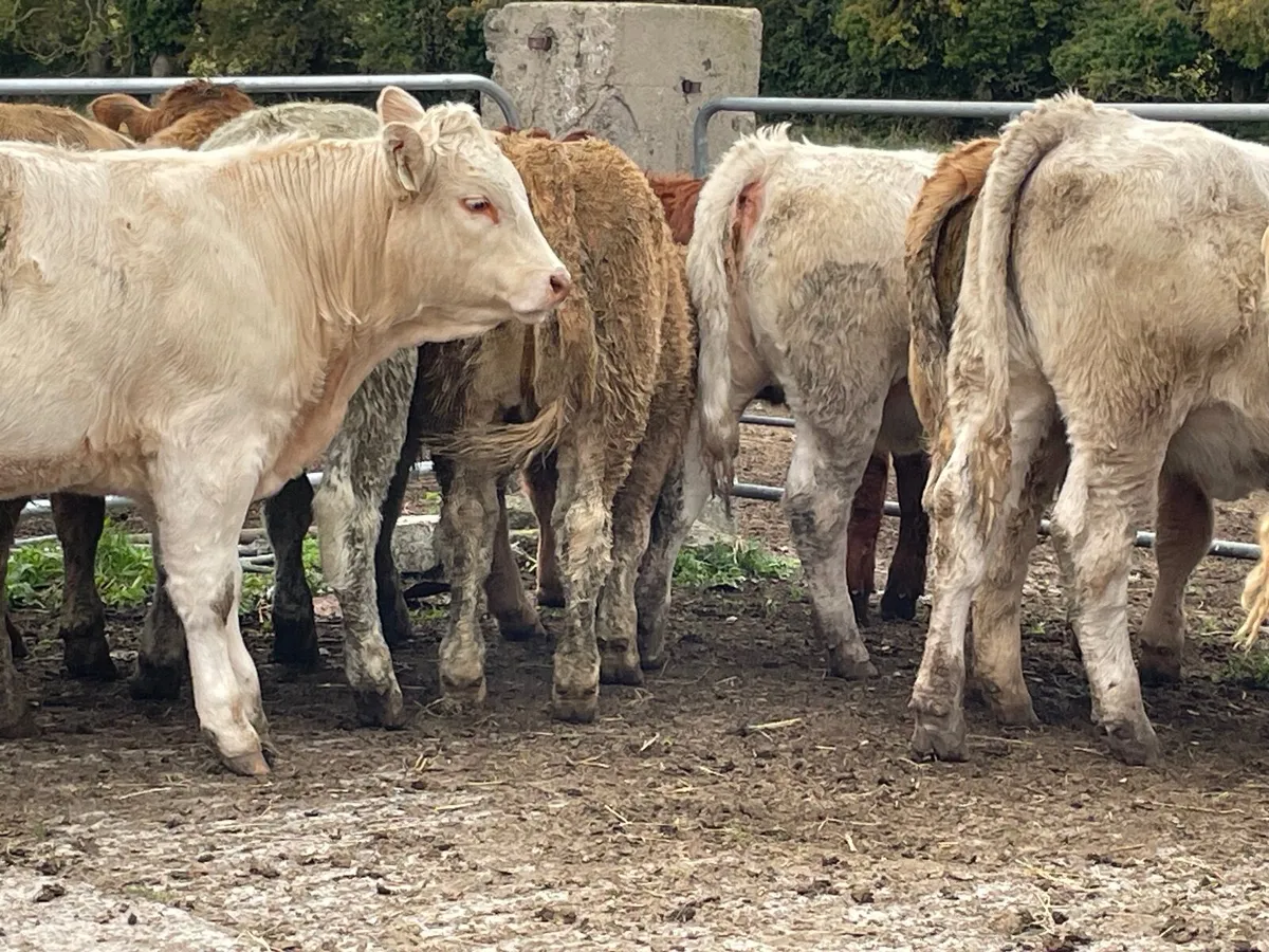 14 super 350 kg heifers - Image 3