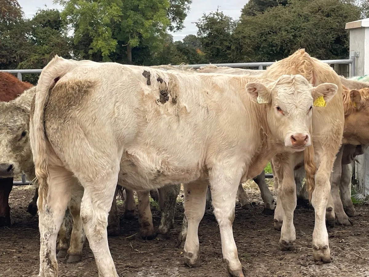 14 super 350 kg heifers - Image 2