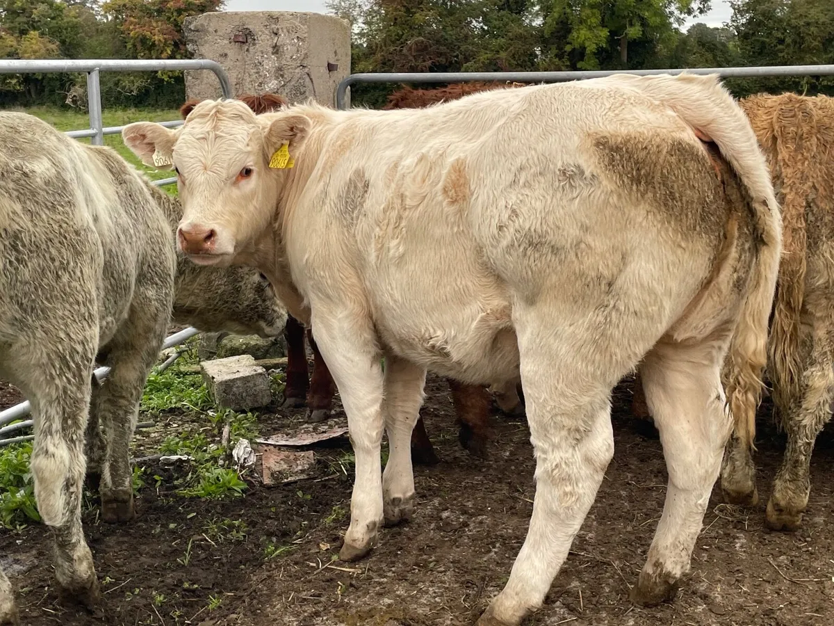 14 super 350 kg heifers - Image 4