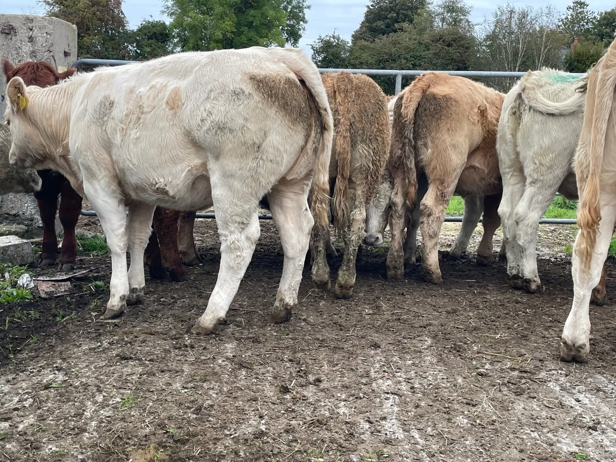 14 super 350 kg heifers - Image 1