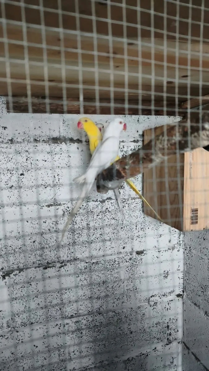 Indian Ringneck & Lovebirds Pairs - Image 1