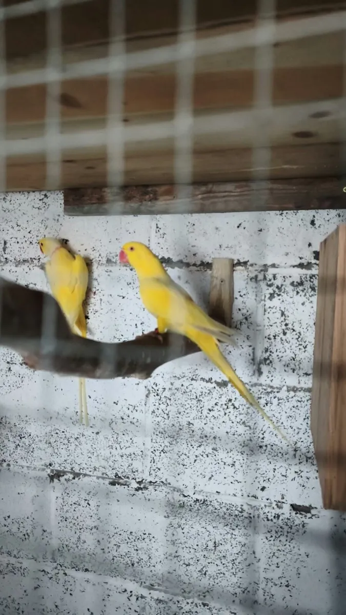 Indian Ringneck & Lovebirds Pairs - Image 2