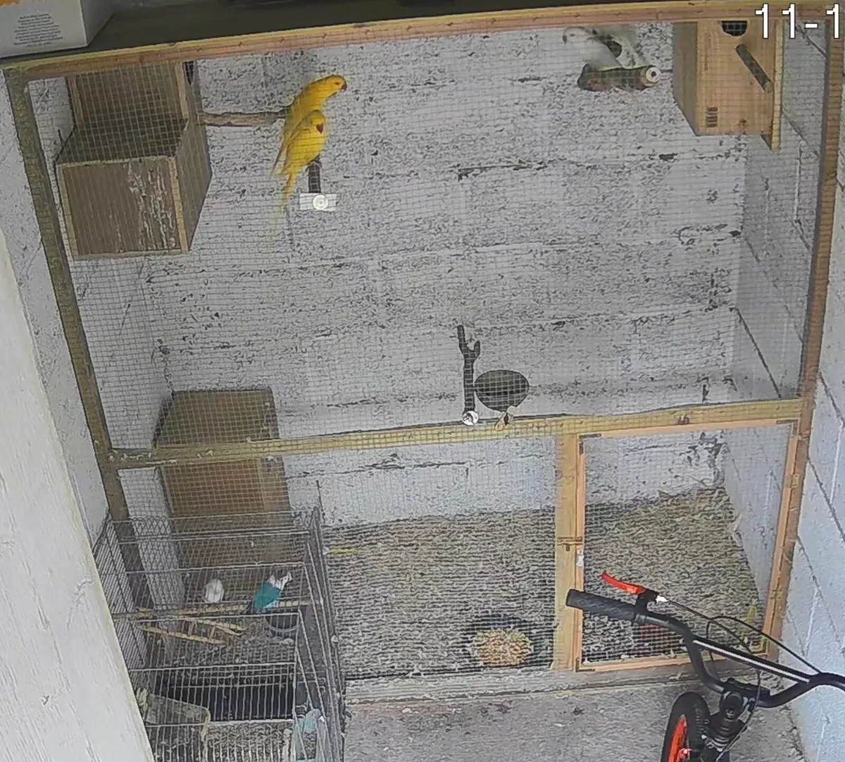 Indian Ringneck & Lovebirds Pairs - Image 3