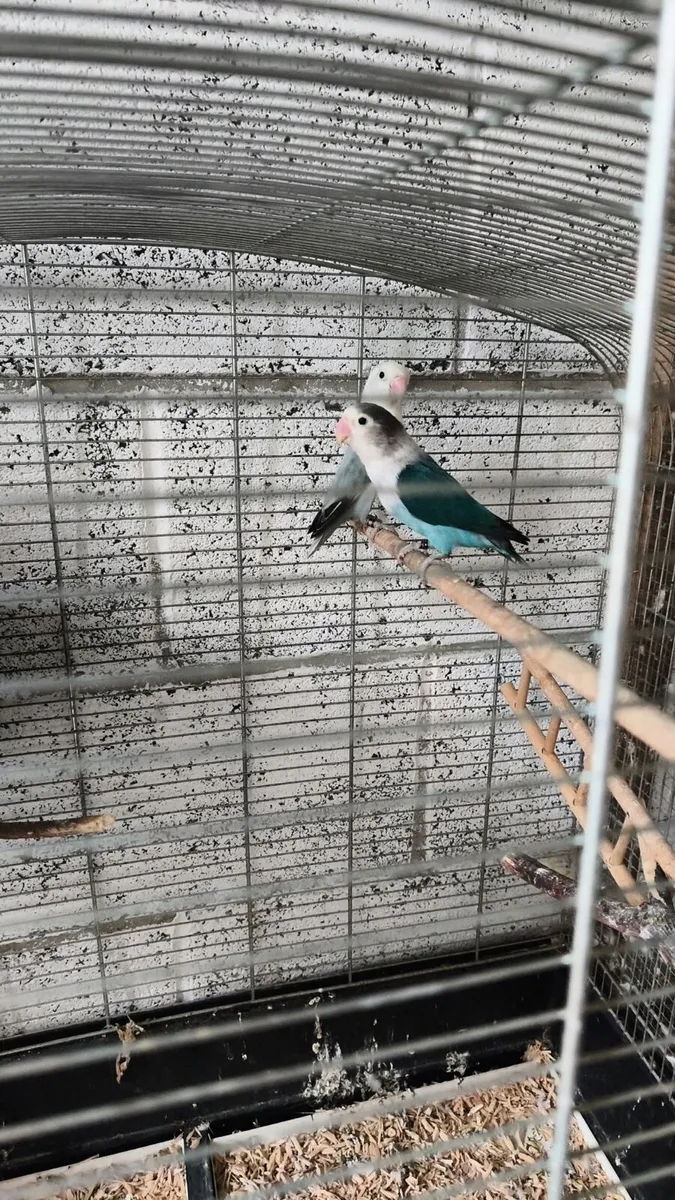 Indian Ringneck & Lovebirds Pairs - Image 4