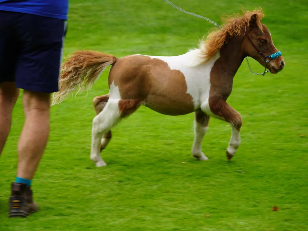 Miniature colt - Image 2