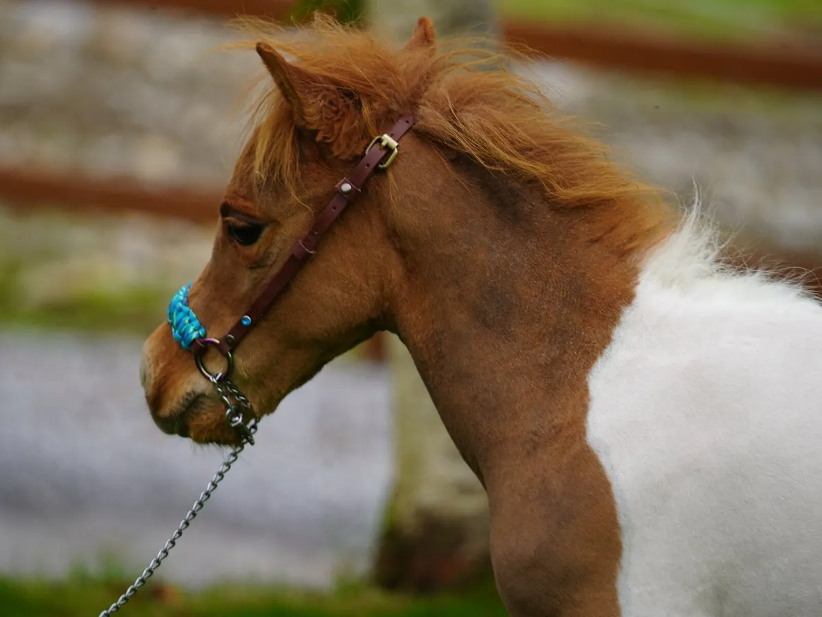 Miniature colt - Image 3