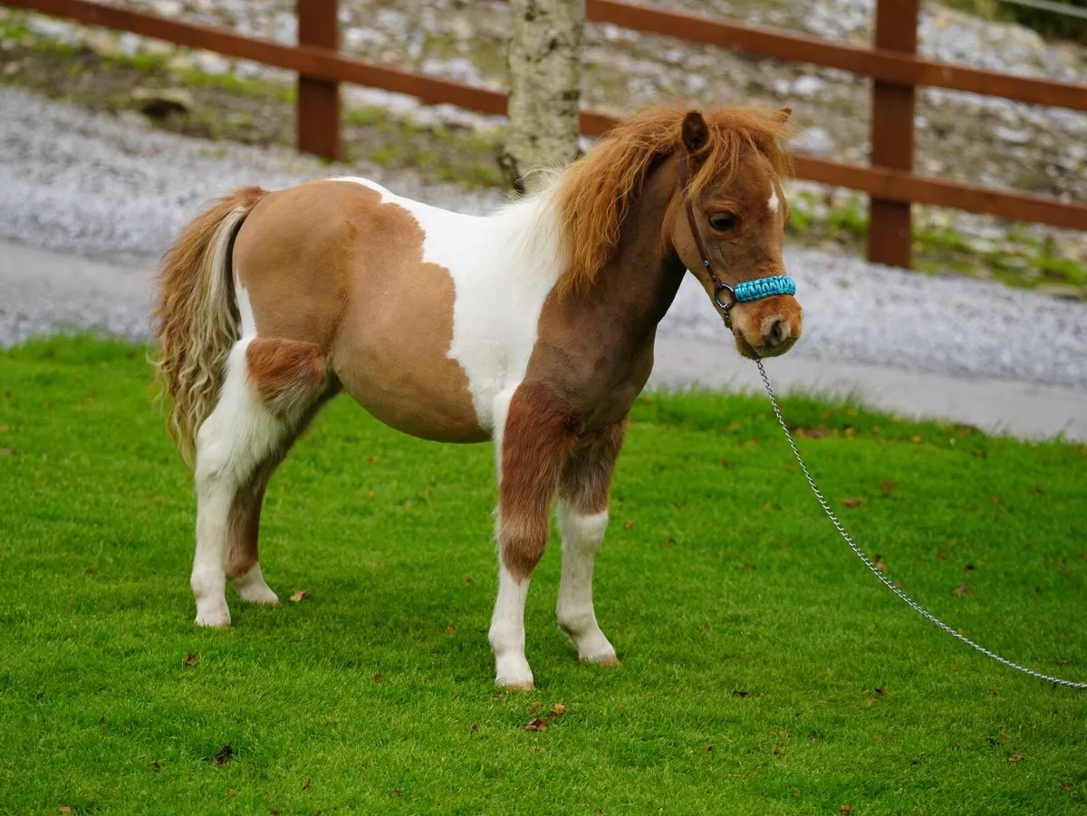 Miniature colt - Image 1