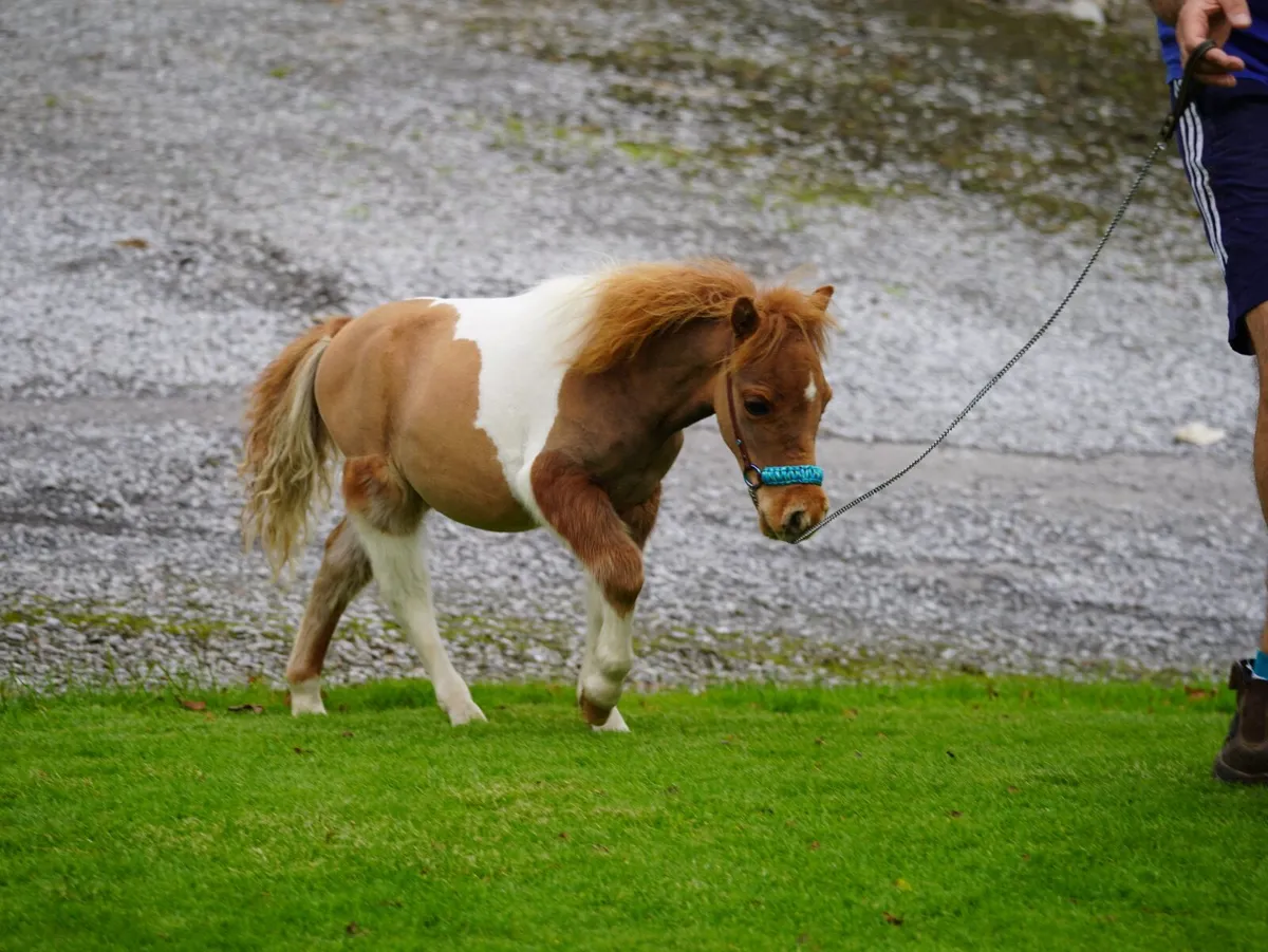 Miniature colt - Image 4