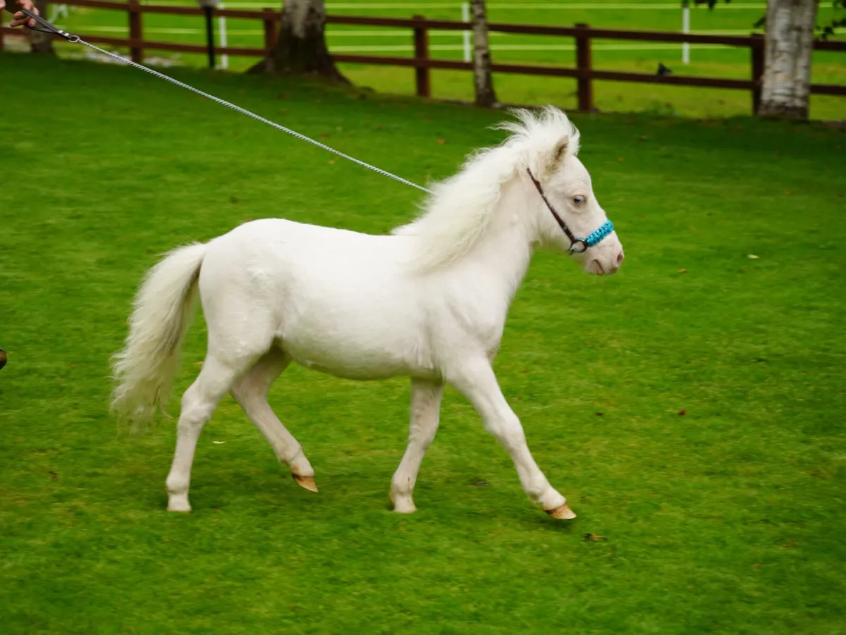 Miniature Cremello colt, will stay small - Image 4