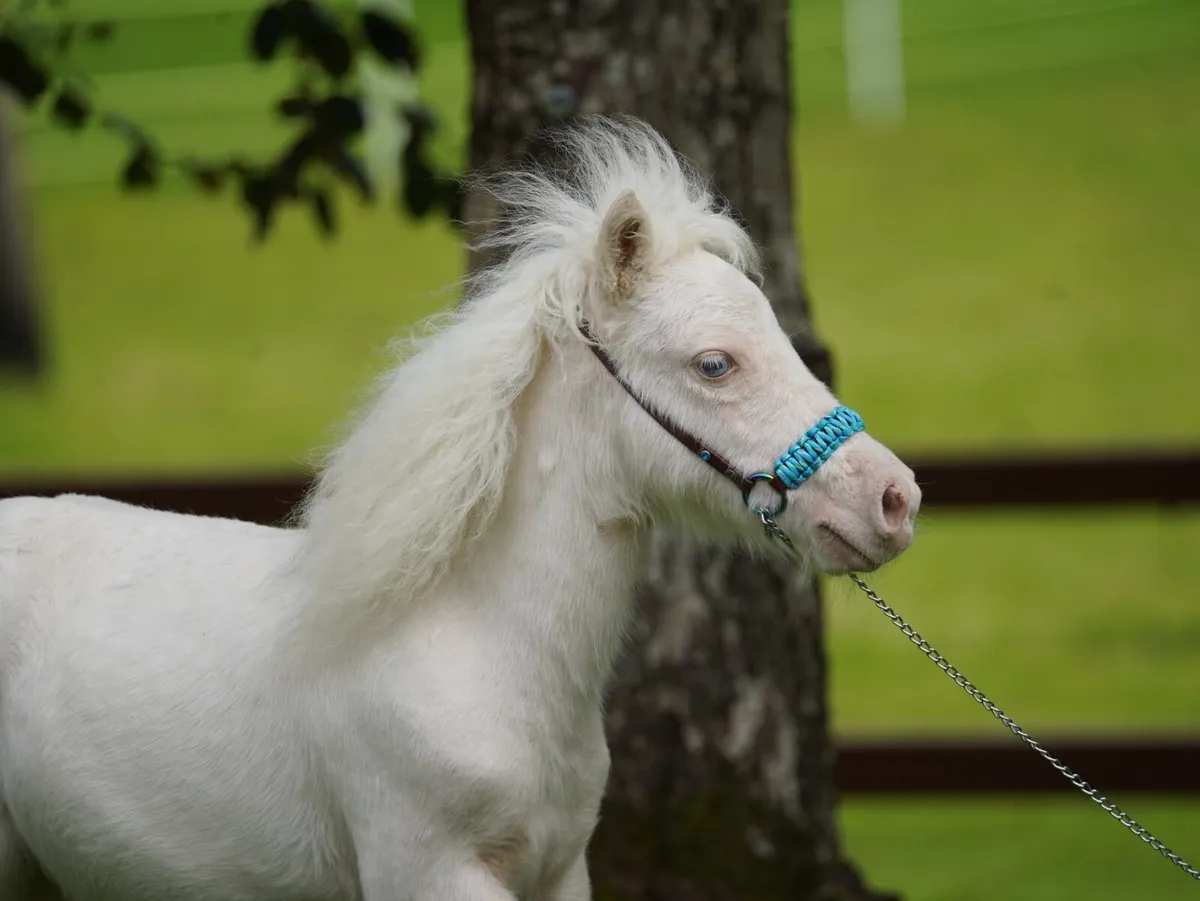 Miniature Cremello colt, will stay small - Image 1
