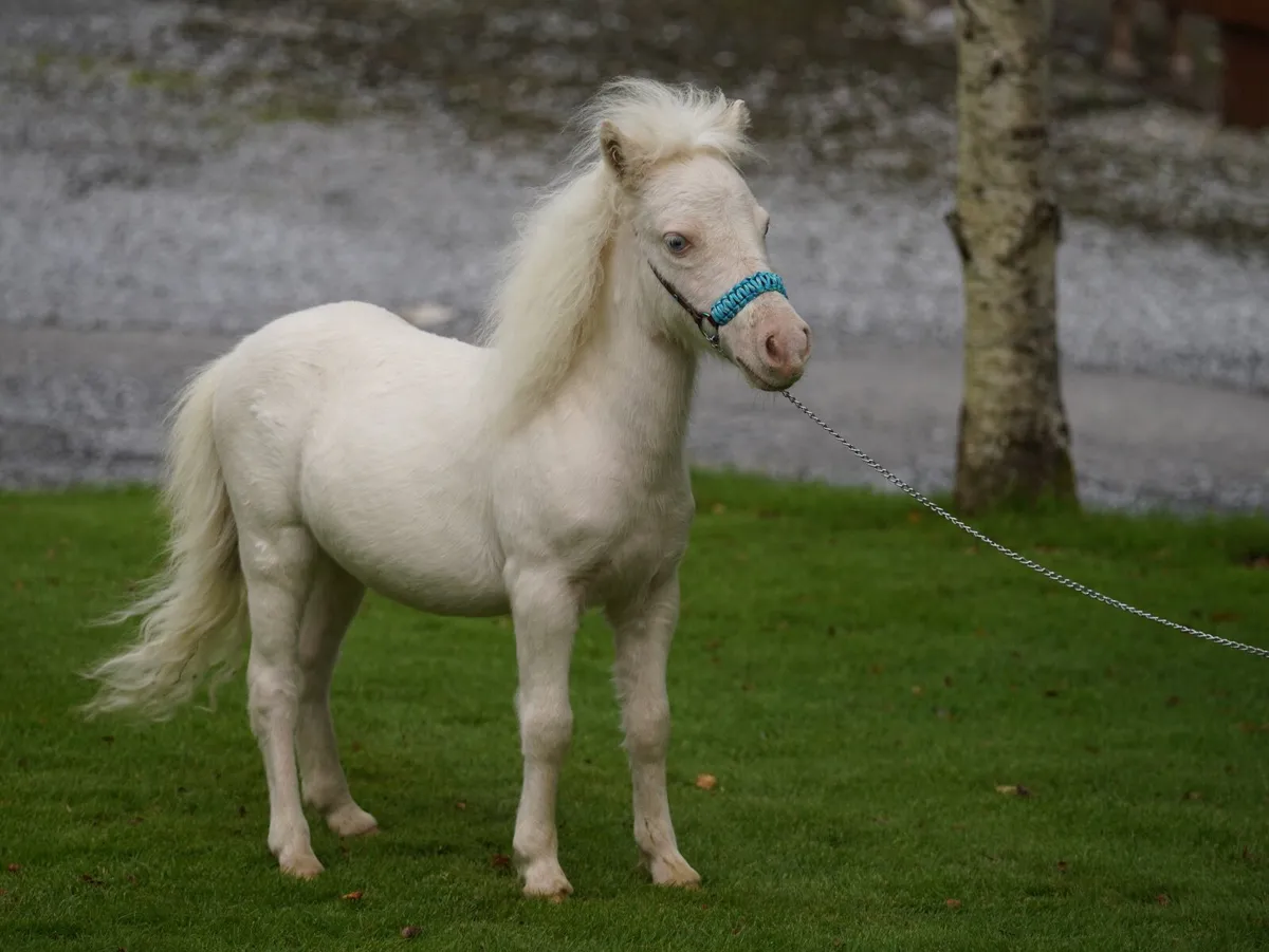 Miniature Cremello colt, will stay small - Image 3