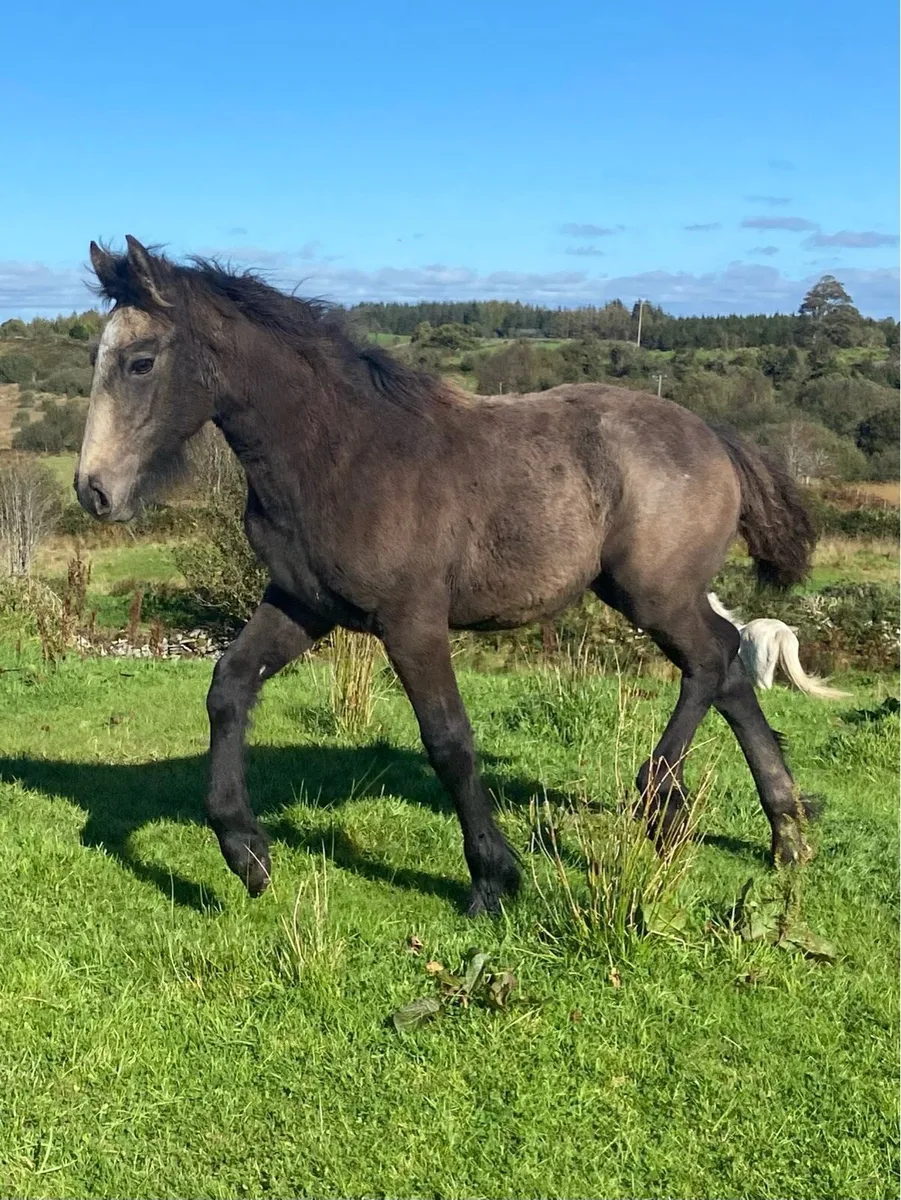 Dun Cob x Connemara colt foal - Image 2