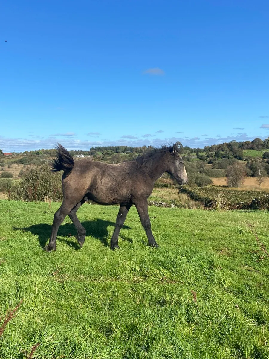 Dun Cob x Connemara colt foal - Image 3