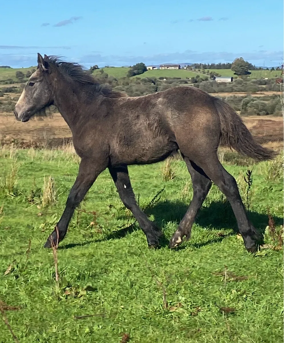 Dun Cob x Connemara colt foal - Image 4