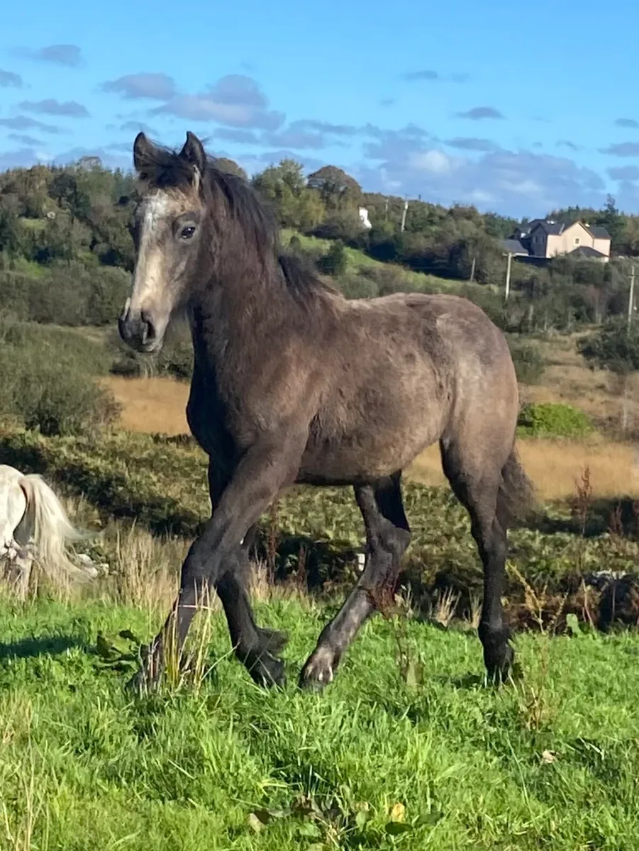 Dun Cob x Connemara colt foal - Image 1