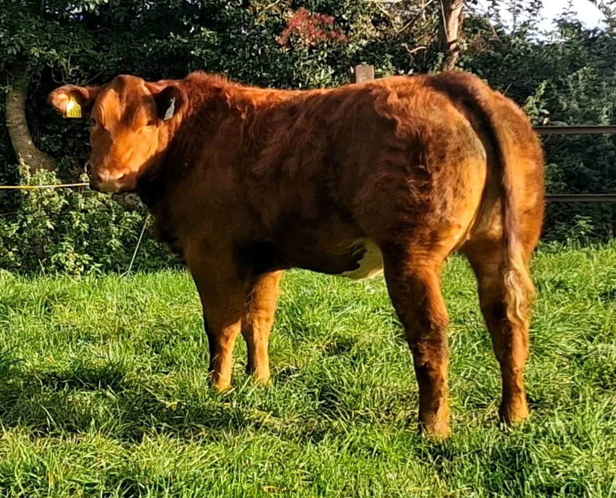 Show type heifers - Image 3
