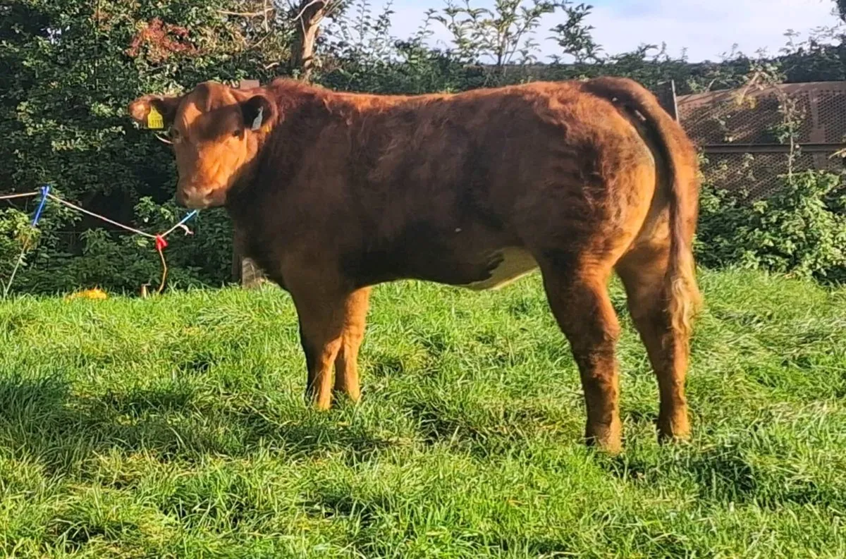 Show type heifers - Image 4