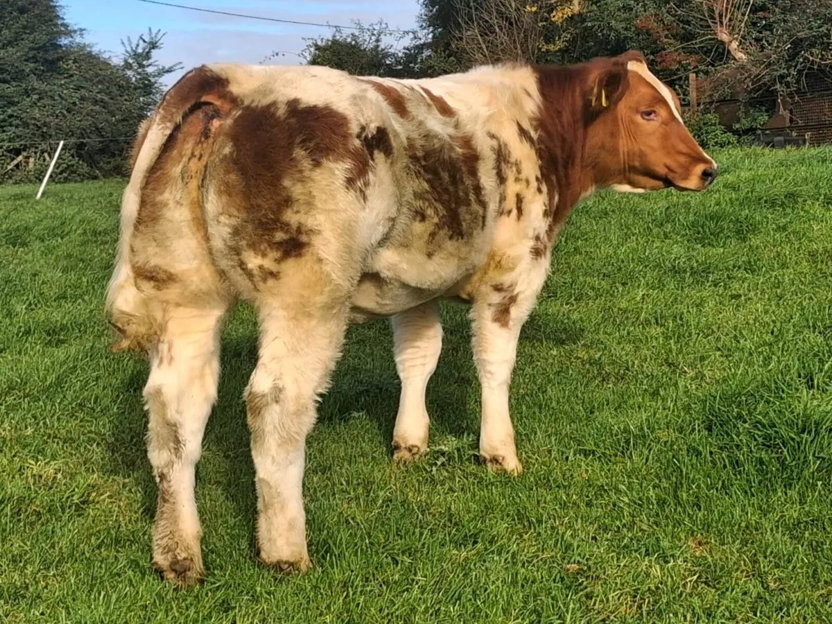 Show type heifers - Image 1