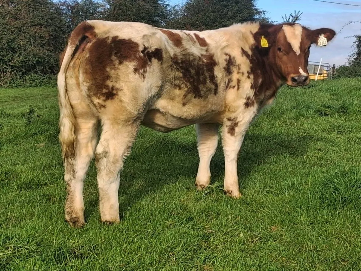 Show type weanling heifers - Image 2