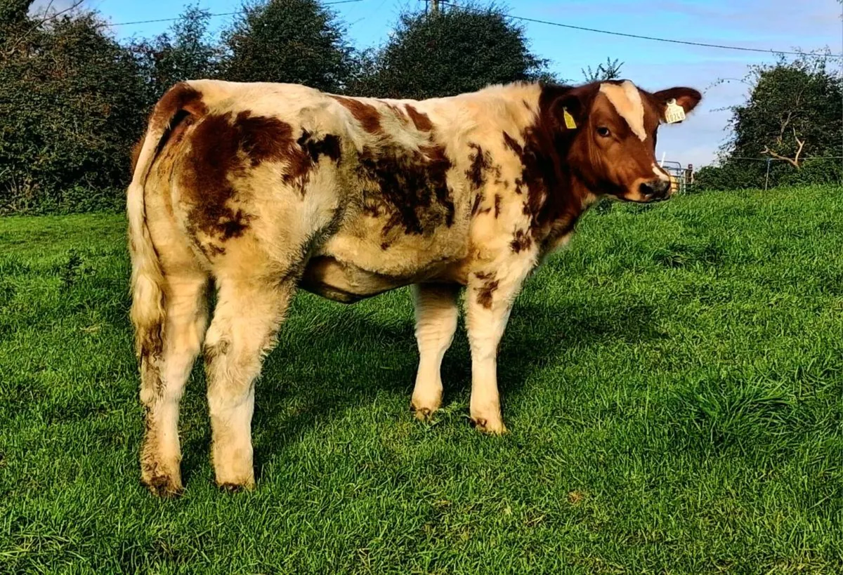 Show type heifers - Image 2