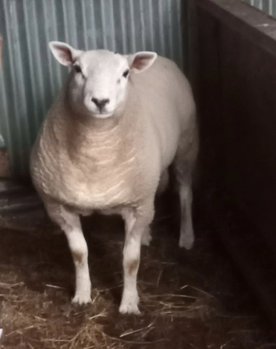 Ram , 18 months old - Image 2