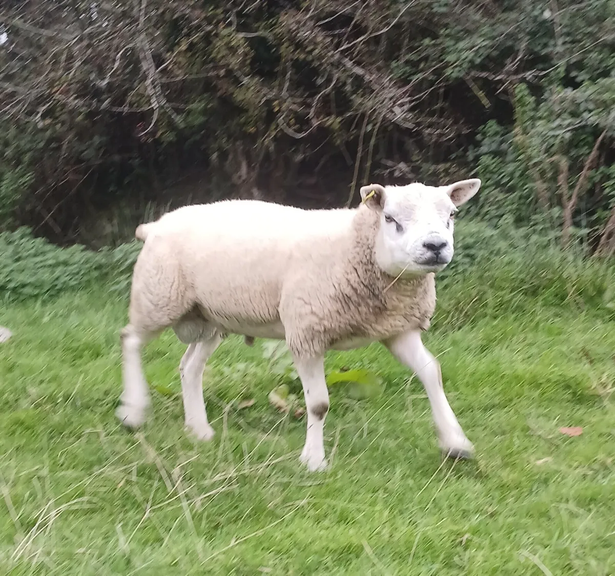 PBR Texel Hogget Rams - Image 1