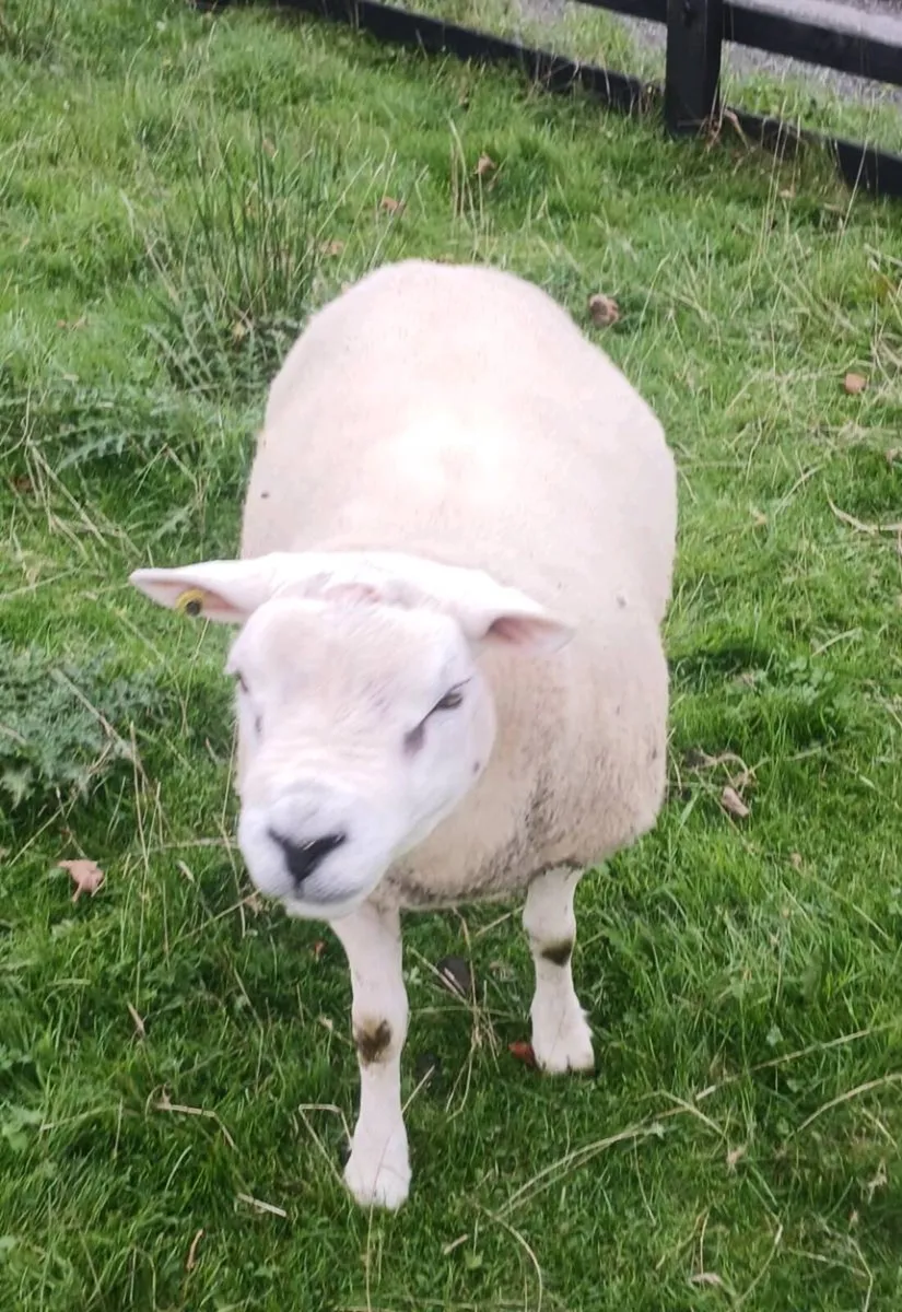 PBR Texel Hogget Rams - Image 2