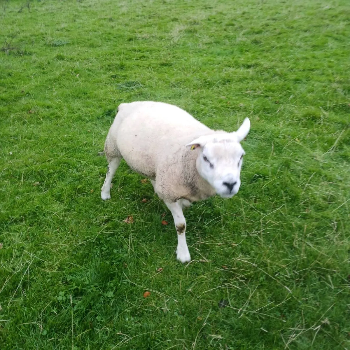 PBR Texel Hogget Rams - Image 3