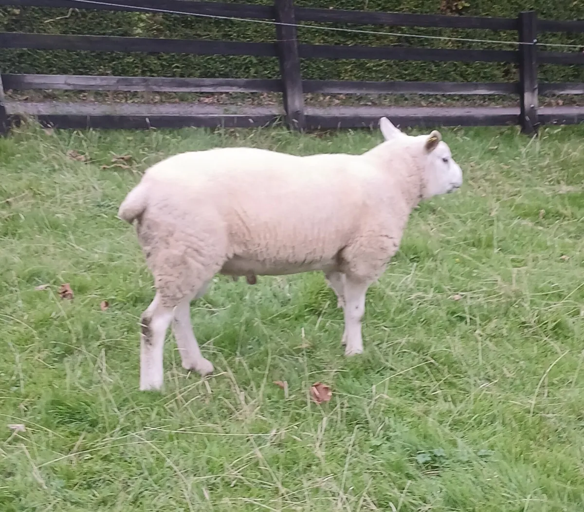 PBR Texel Hogget Rams - Image 4