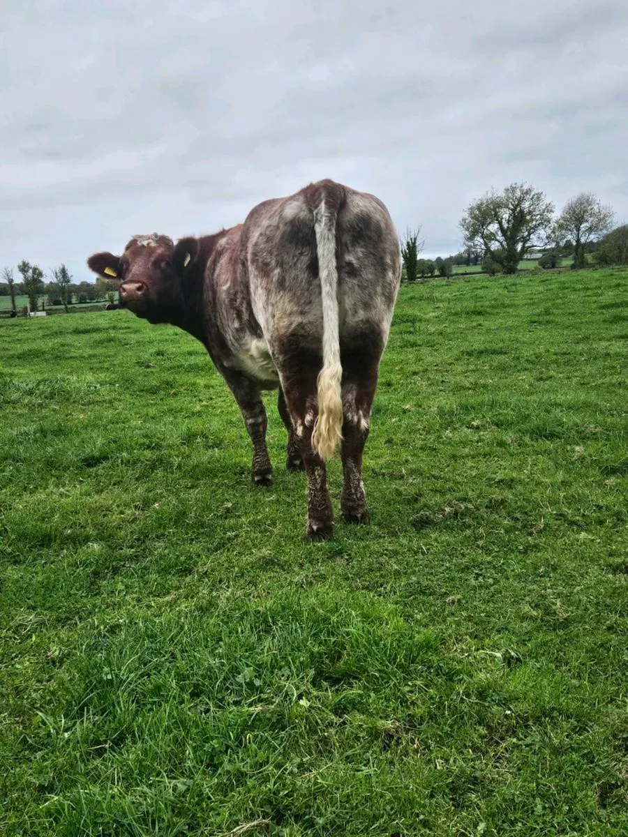 2 x Shorthorn sucklers(puredred unregistered) - Image 4
