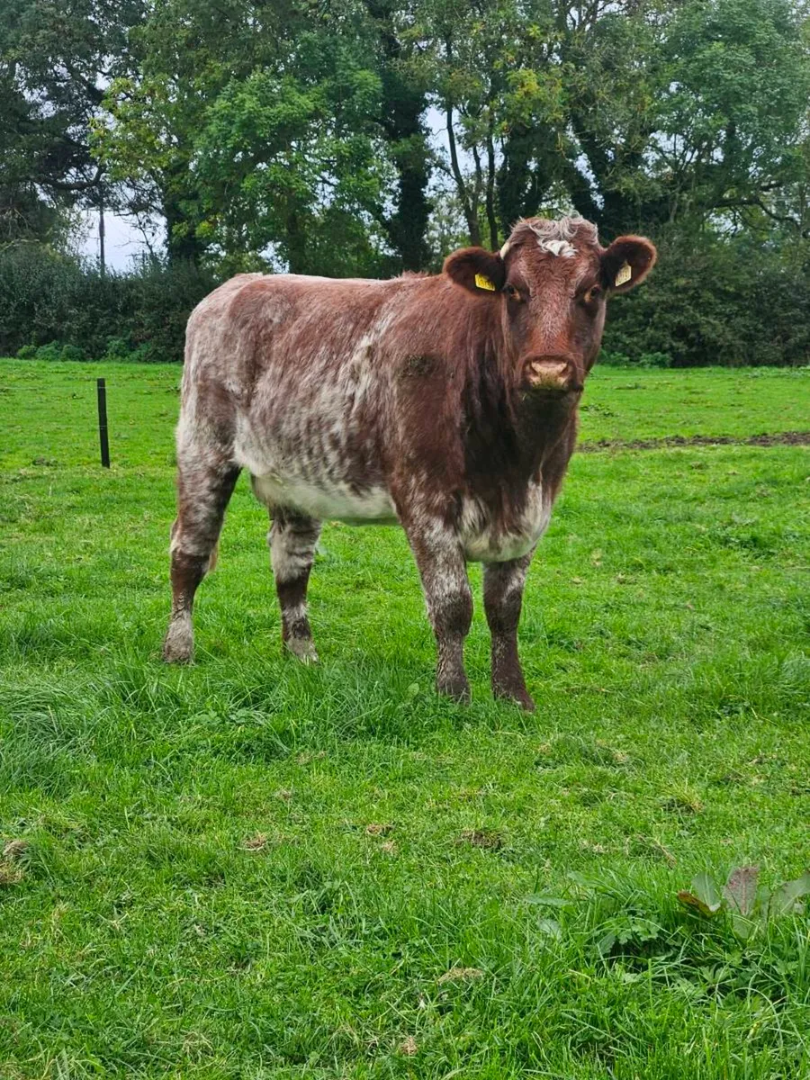 2 x Shorthorn sucklers(puredred unregistered) - Image 1