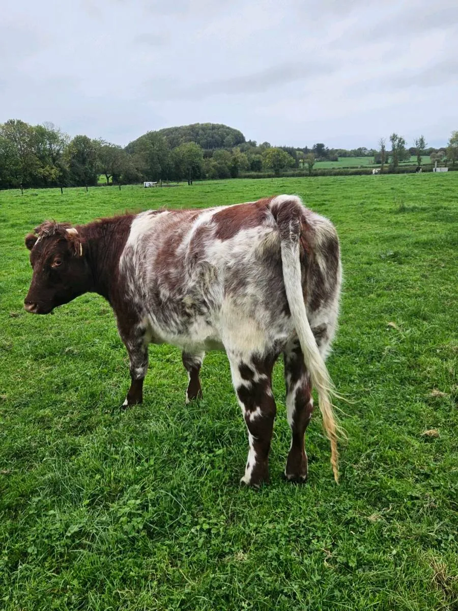 2 x Shorthorn sucklers(puredred unregistered) - Image 2