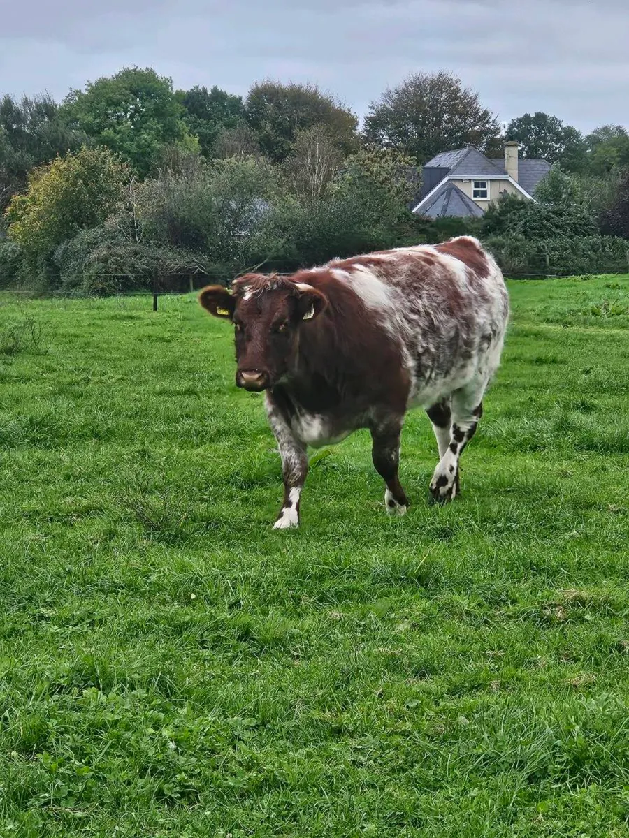 2 x Shorthorn sucklers(puredred unregistered) - Image 3