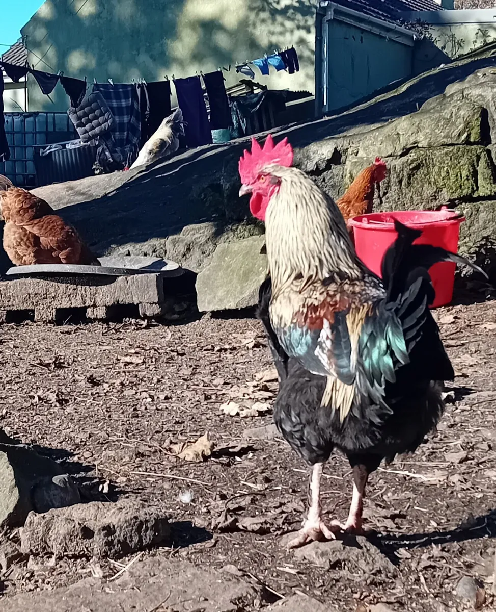 Foreign imported roosters - Image 1