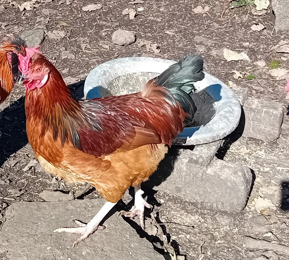 Foreign imported roosters - Image 2