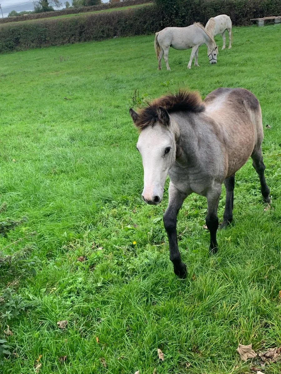 Registered Connemara colt Dun foal - Image 2