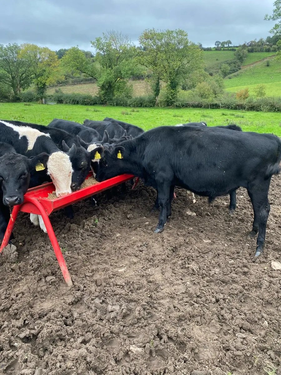 8 bullocks . - Image 1