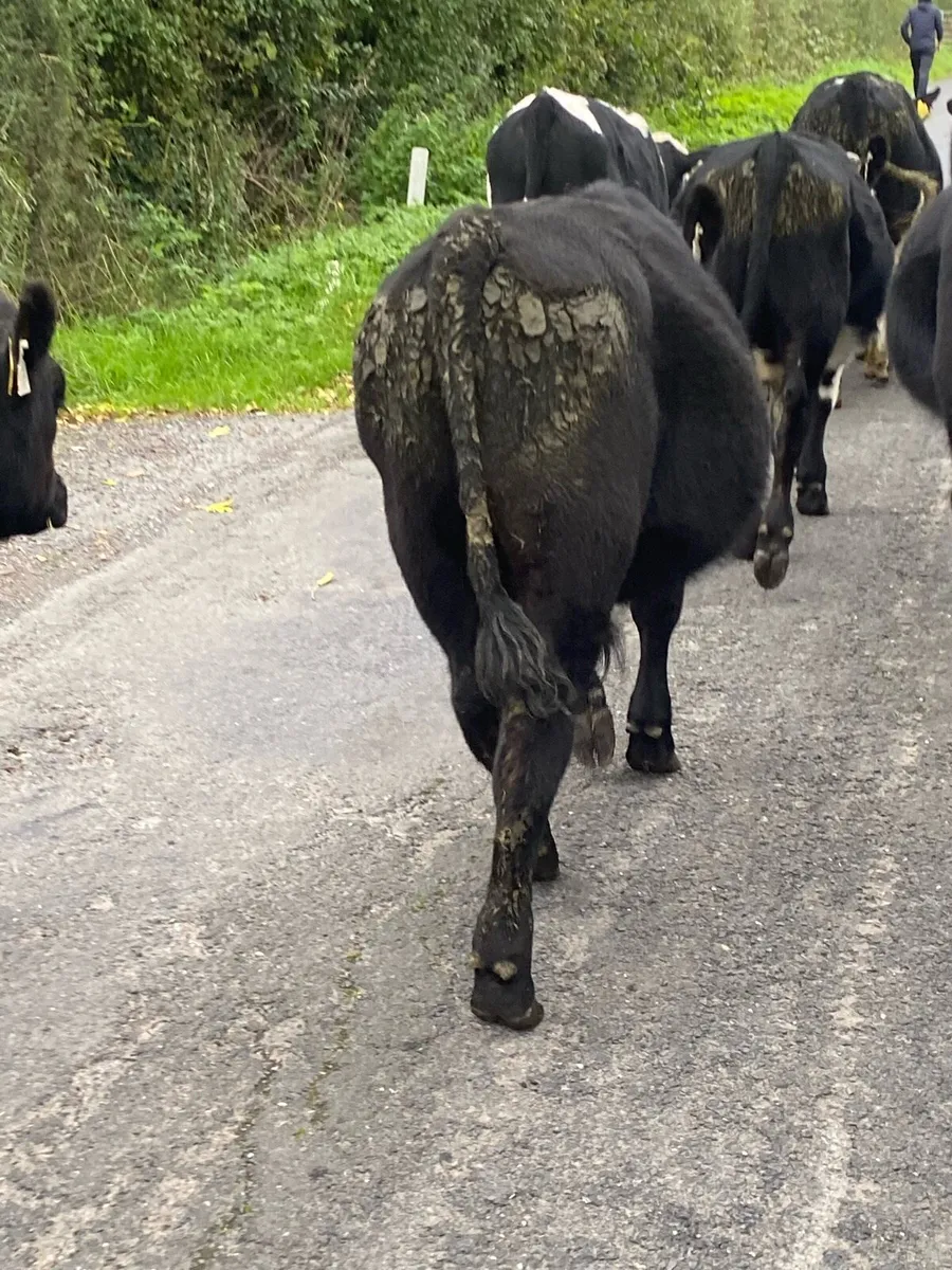 8 bullocks . - Image 4