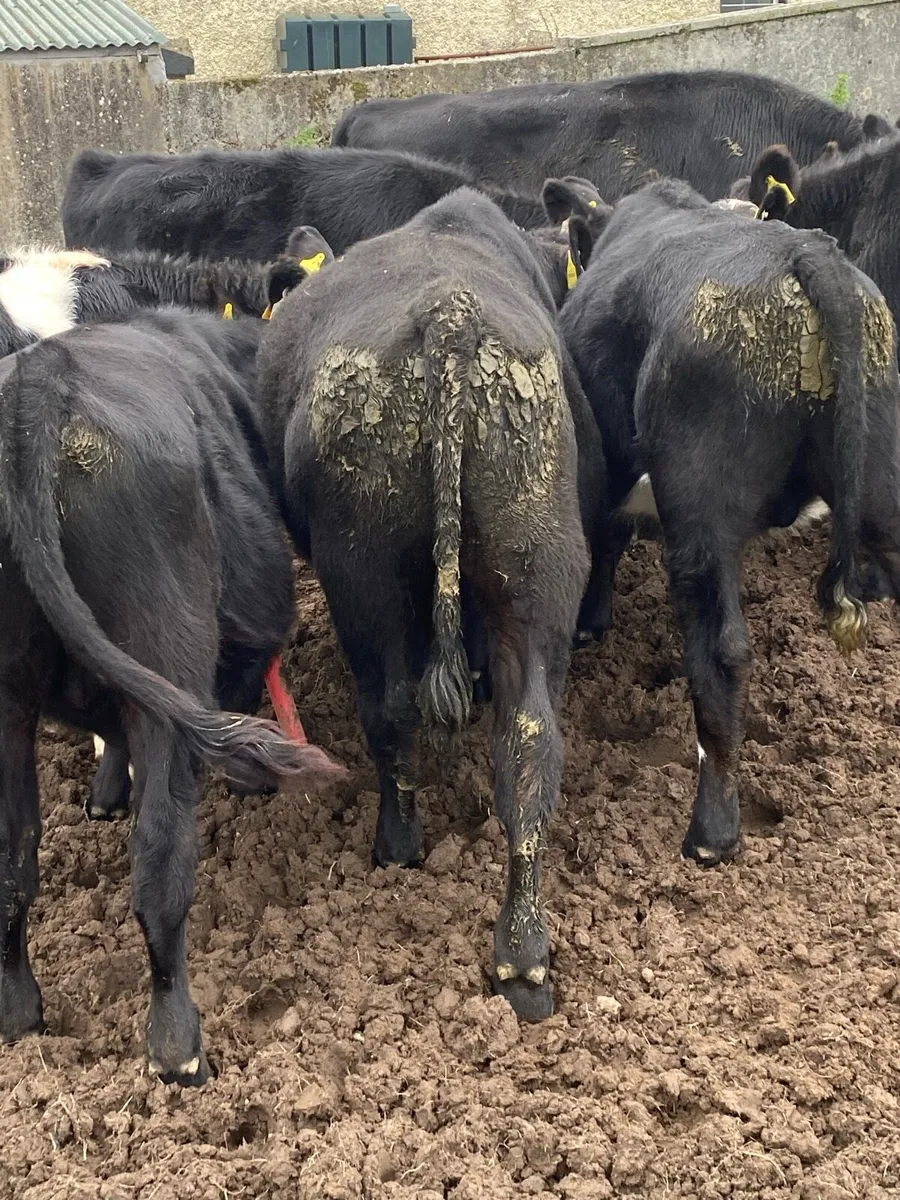 8 bullocks . - Image 2