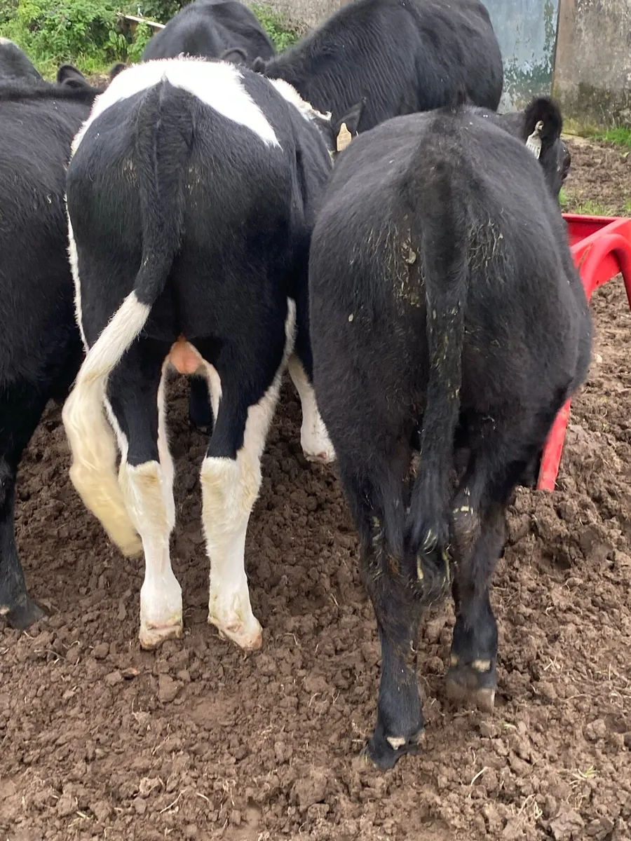 8 bullocks . - Image 3
