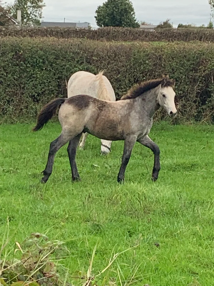 Registered Connemara colt Dun foal - Image 1