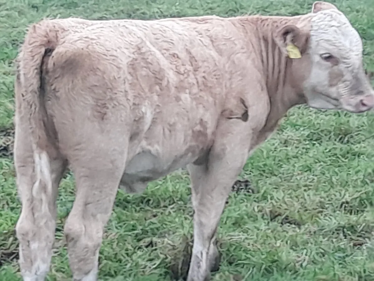 10 Heifer Weanlings - Image 2