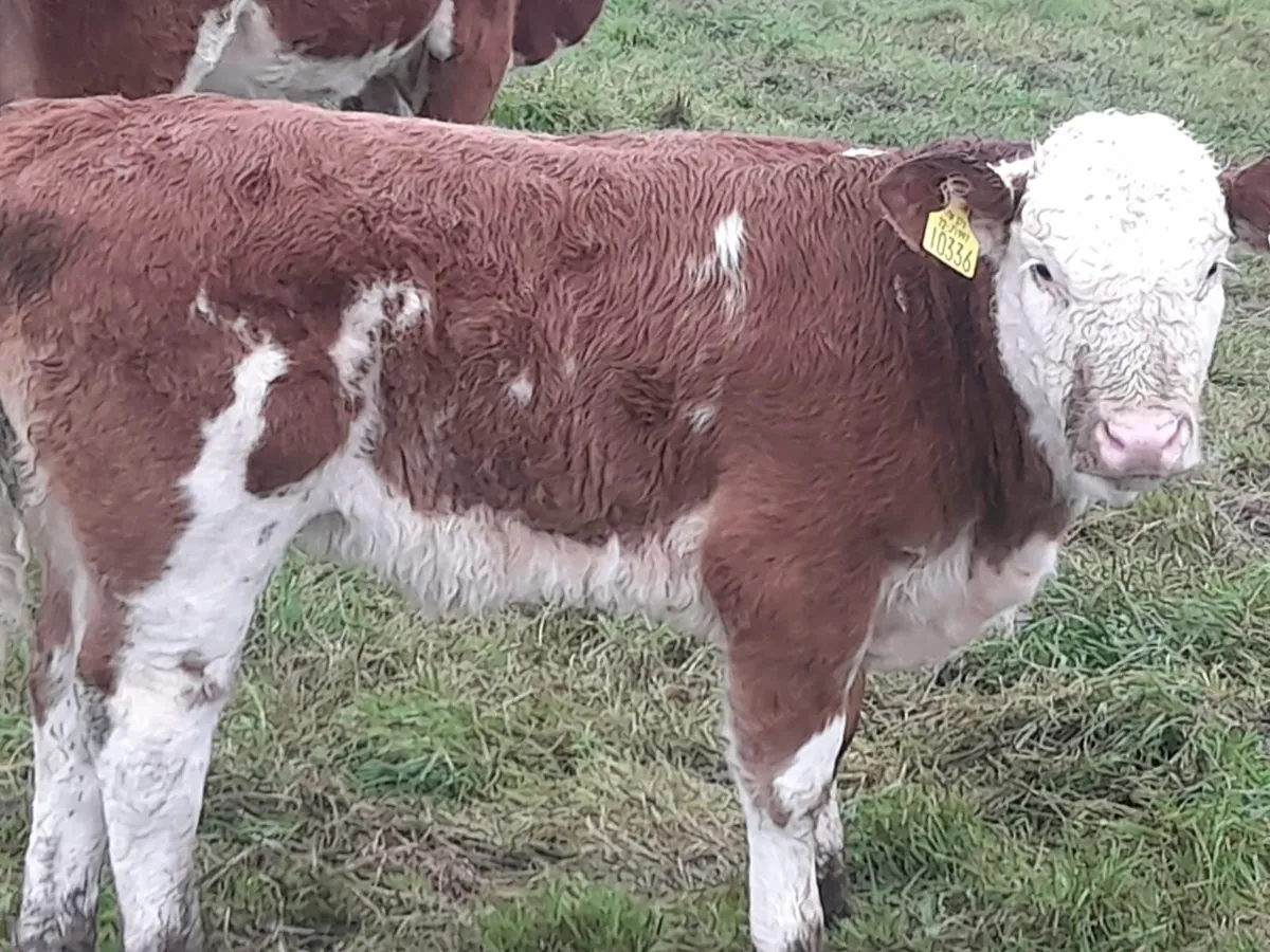 10 Heifer Weanlings - Image 3
