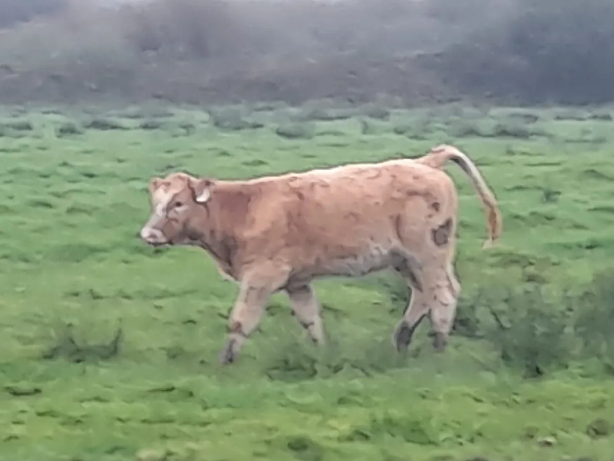 10 Heifer Weanlings - Image 4