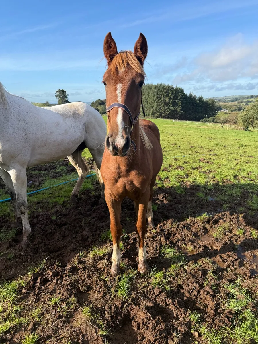 Yearling cob/draft - Image 2